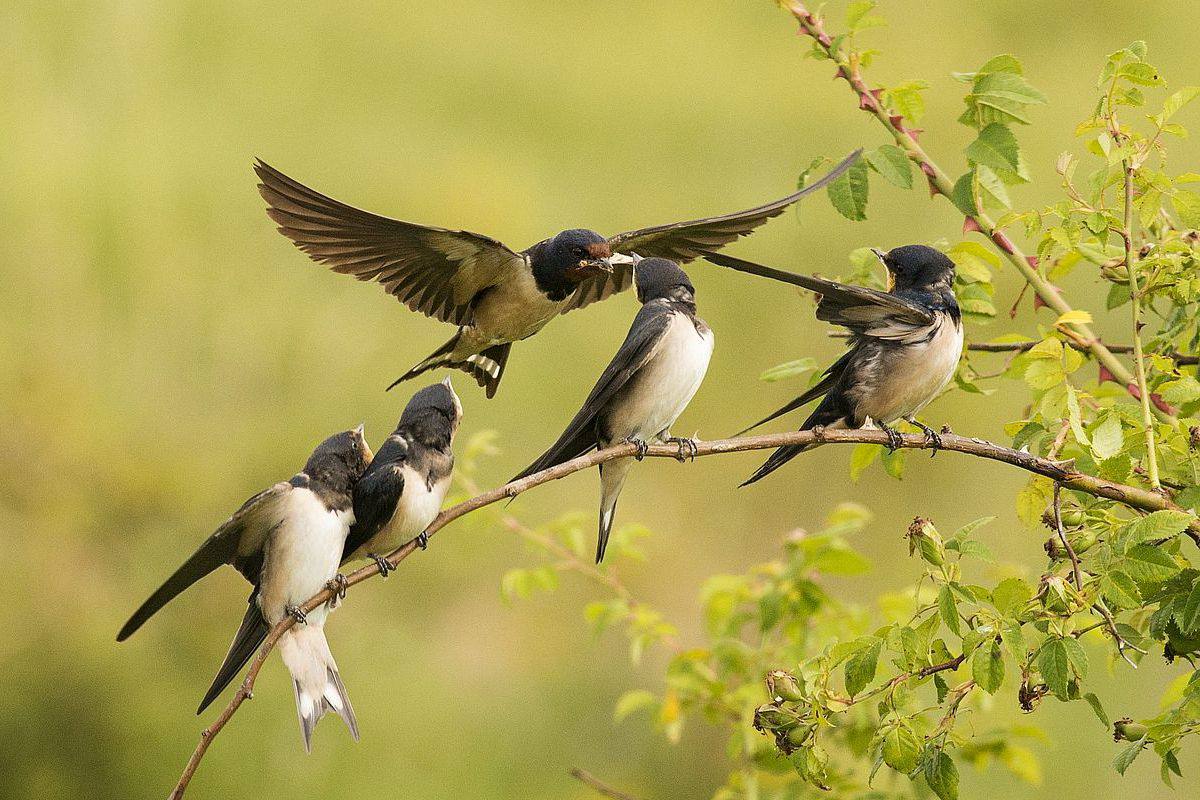 Retro porno onaga onanizm